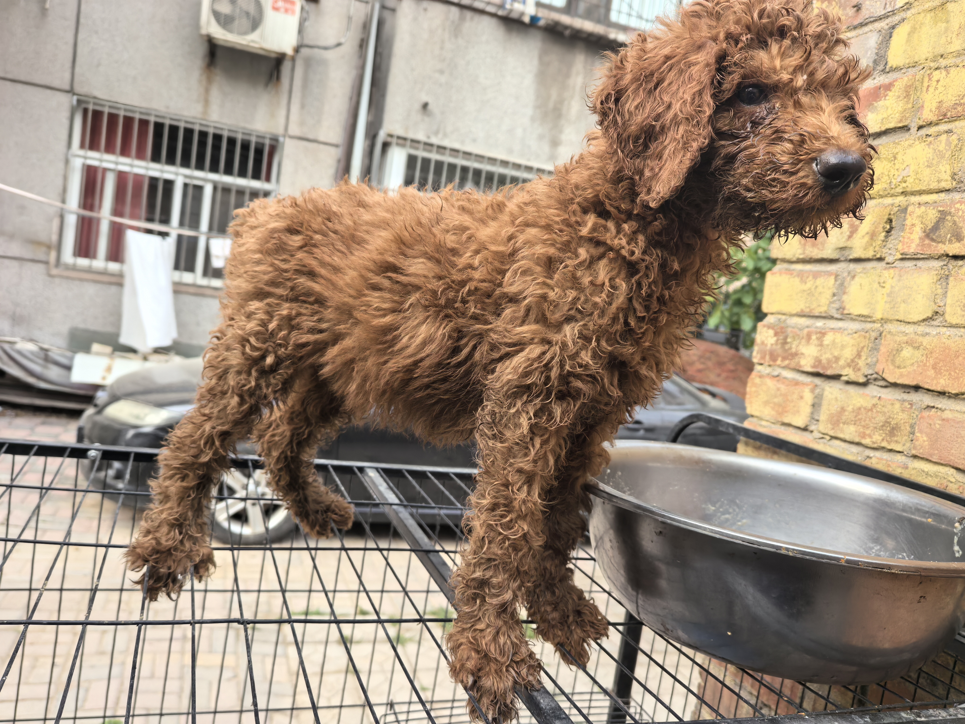 极品红色巨贵犬